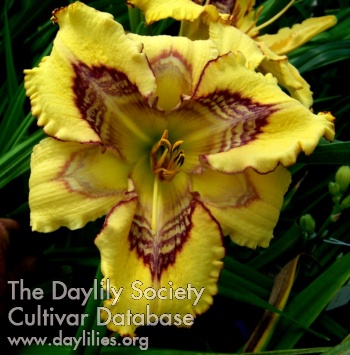 Complex Fractal AHS image