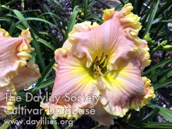 Strawberry Champagne AHS image