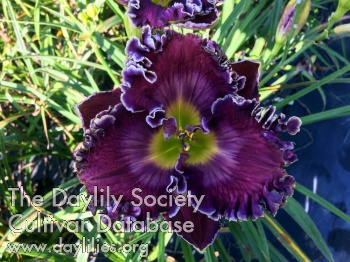 Crown of Beauty AHS image