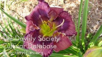 Winkles AHS image