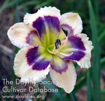 Indigo Delight AHS image