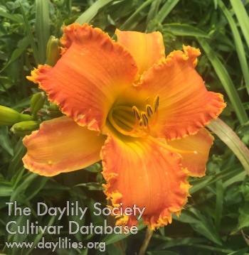 Extreme Tangerine AHS image