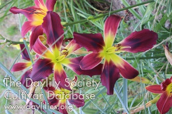 Burgundy Summerbird AHS image