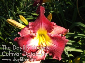Calypso Glow AHS image