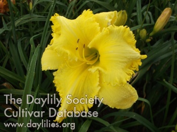 Screamer AHS image