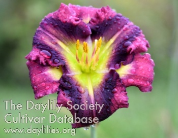 Taunus Lilac Face AHS image