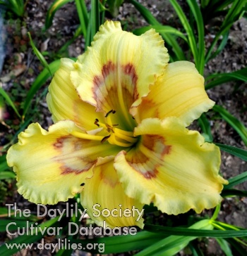 Delicate Pattern AHS image