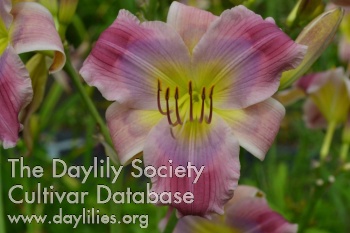 Lavender Lift AHS image