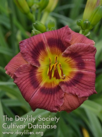 Red Berry Pixie AHS image