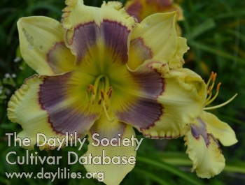 Spring Wayfarer AHS image