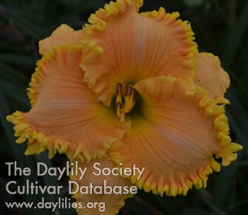 Chasing Dawn AHS image