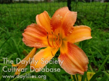 Lovely Pumpkin AHS image