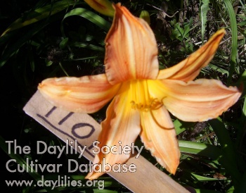 Stonyhill  Star Bright AHS image