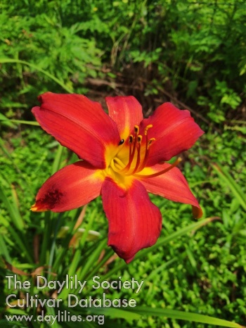 Scarlet Dancer
