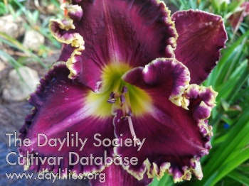 Paradise Dark Velvet