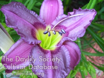 Paradise Silver Lavender Crown AHS image