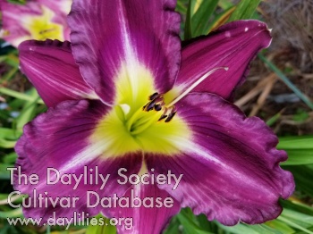 Paradise Silver Lavender Excel AHS image