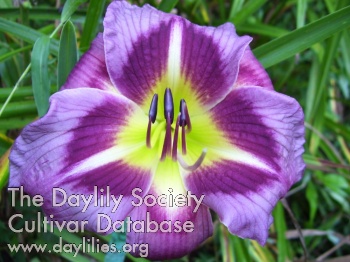 Paradise Silver Lavender Splender AHS image