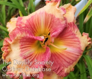 Paradise Southern Belle AHS image