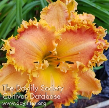 Paradise Spectacular Beauty AHS image