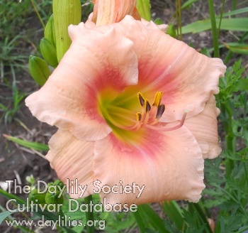Olallie Beatriz AHS image