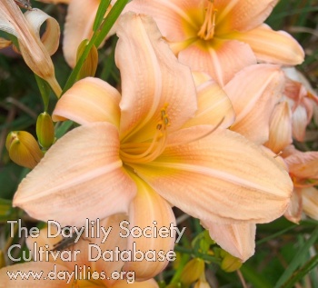 Olallie Beeba's Beauty AHS image