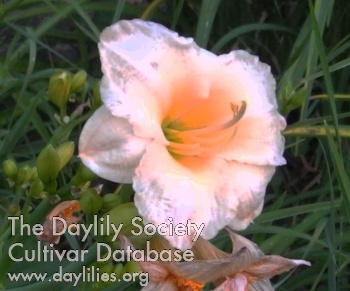 Olallie Carol Becvar AHS image