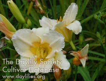 Olallie Deanna Alexander AHS image