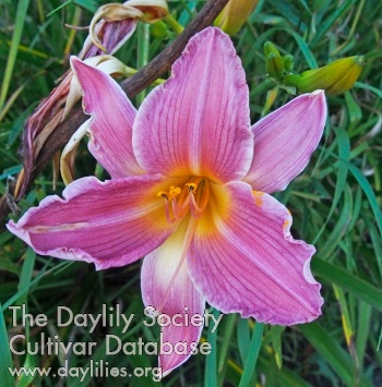 Olallie Dear Alexine AHS image