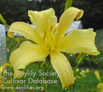 Olallie Flipper's Hope AHS image