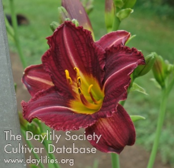 Olallie Isabella Mae AHS image