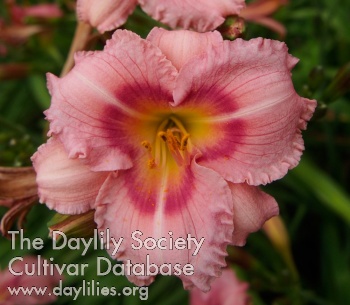 Olallie Mary Manning AHS image