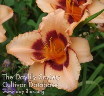 Olallie Moo Shu AHS image