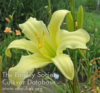 Olallie Mother Marilyn AHS image