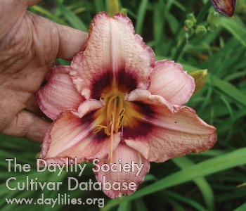 Olallie Our Traci AHS image