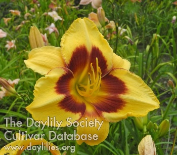 Olallie Shirley P. AHS image