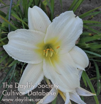 Olallie Siridor AHS image