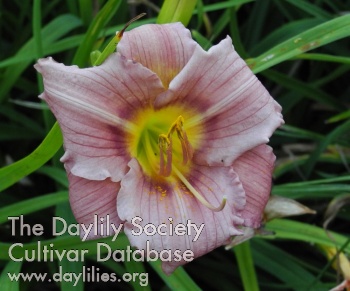 Olallie Stacey Whitney AHS image