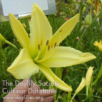 Olallie Susie Maddern AHS image