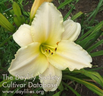 Olallie Suzanne Reveillaud AHS image