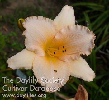 Olallie Sylvia Cleveland AHS image
