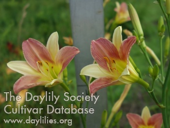Olallie Virginia Fanning AHS image