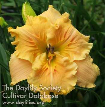 Fiddle of Gold AHS image