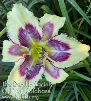 Greywoods Digital Decor AHS image