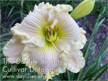 Greywoods Sarina AHS image