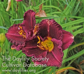 Olallie Theresa's Nate Brown AHS image