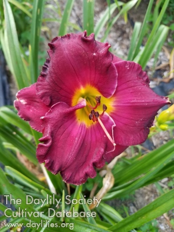 Tacoma Rose Melody AHS image