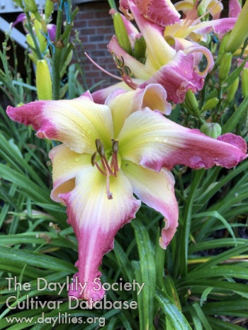 Judy Davisson AHS image