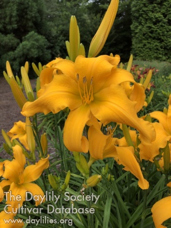 Saving the Sun AHS image