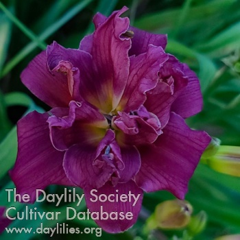 Heavenly Double Purple Pixie AHS image